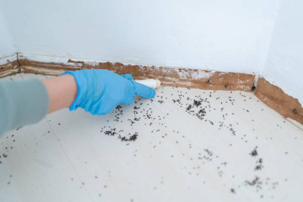 Reliable Wink, TX Pest Control Solutions